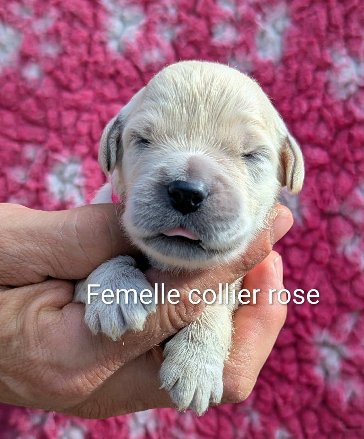 Femelle collier rose