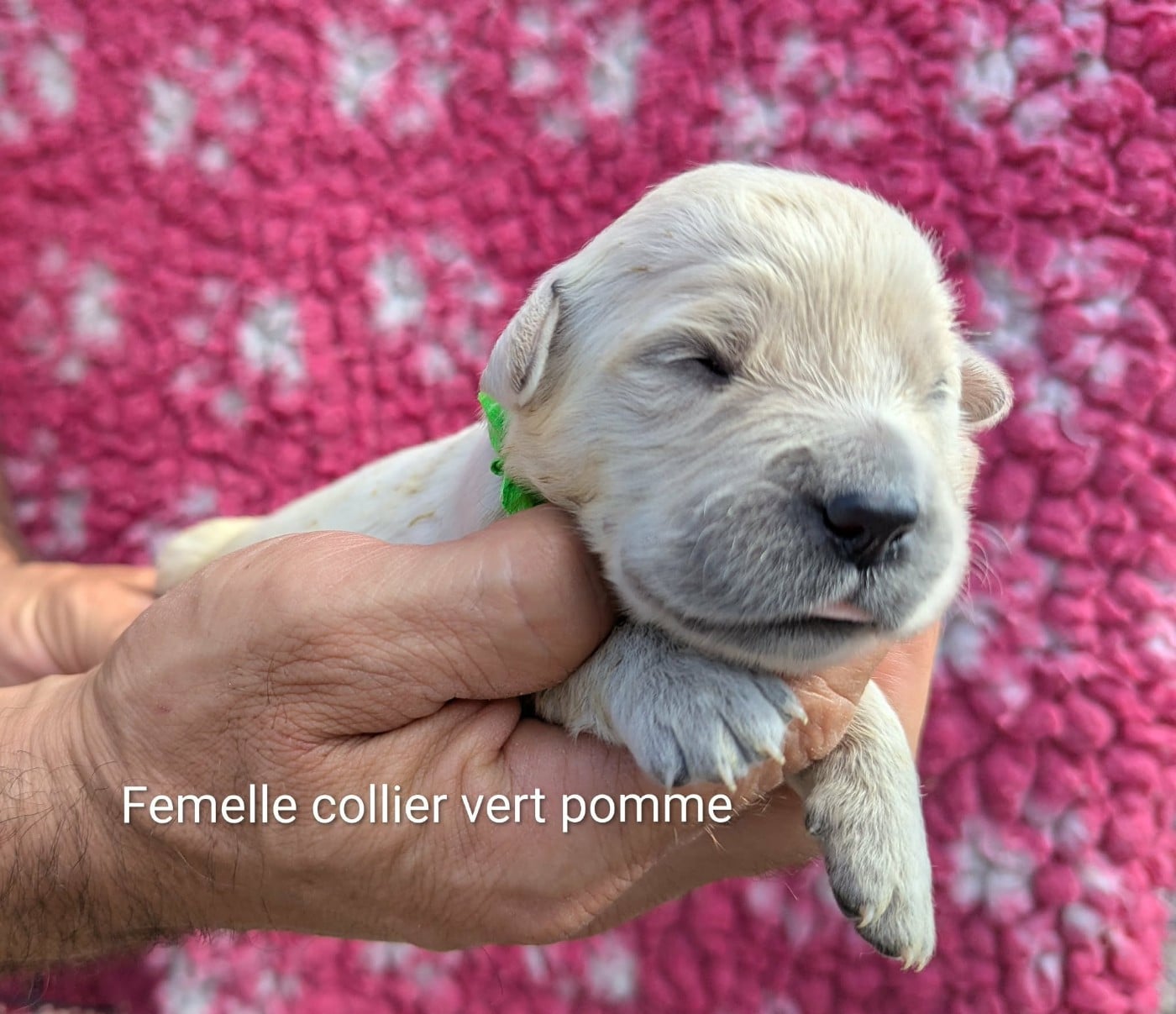 Femelle collier vert pomme