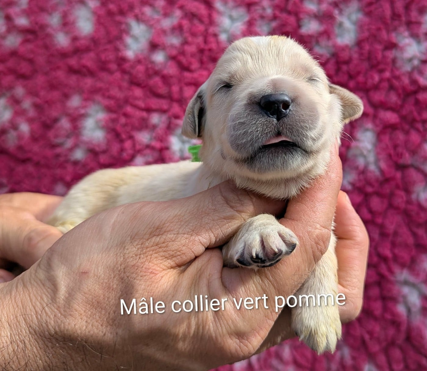 Mâle collier vert pomme