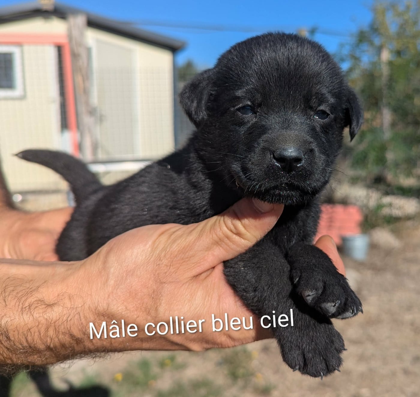 Labrador Retriever - Du Domaine Charlésien
