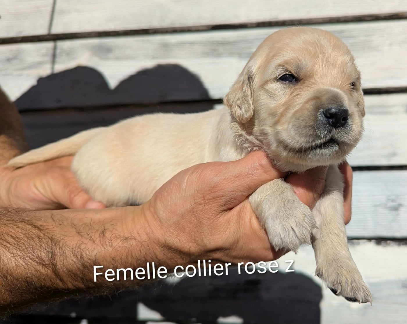 Golden Retriever - Du Domaine Charlésien