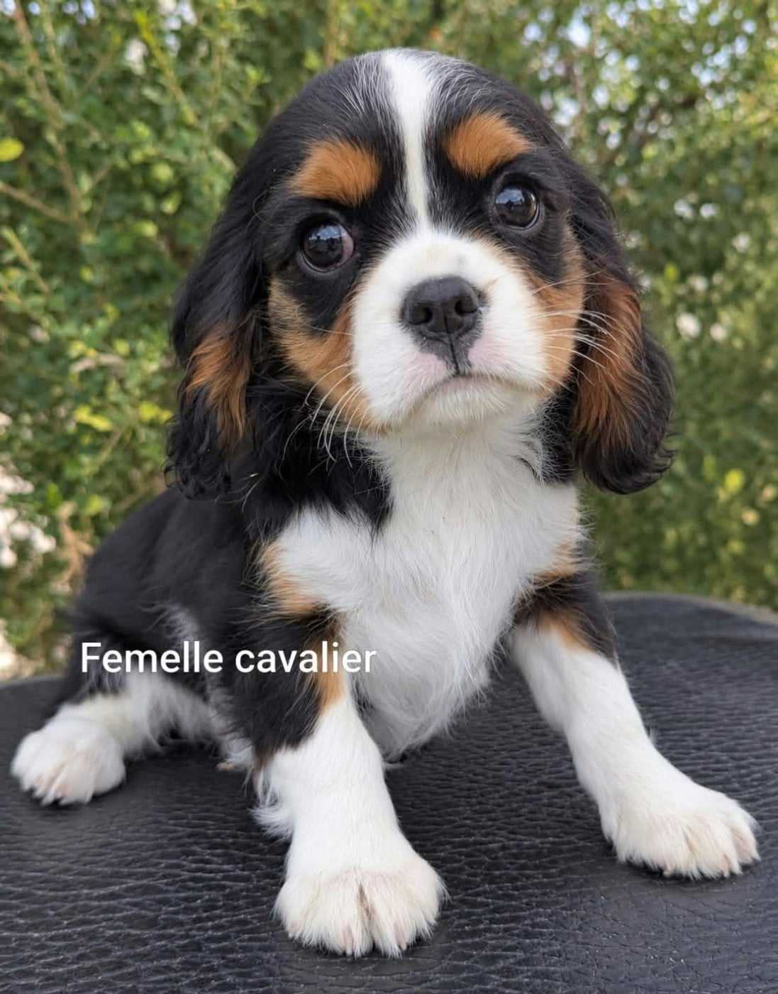 Femelle tricolore