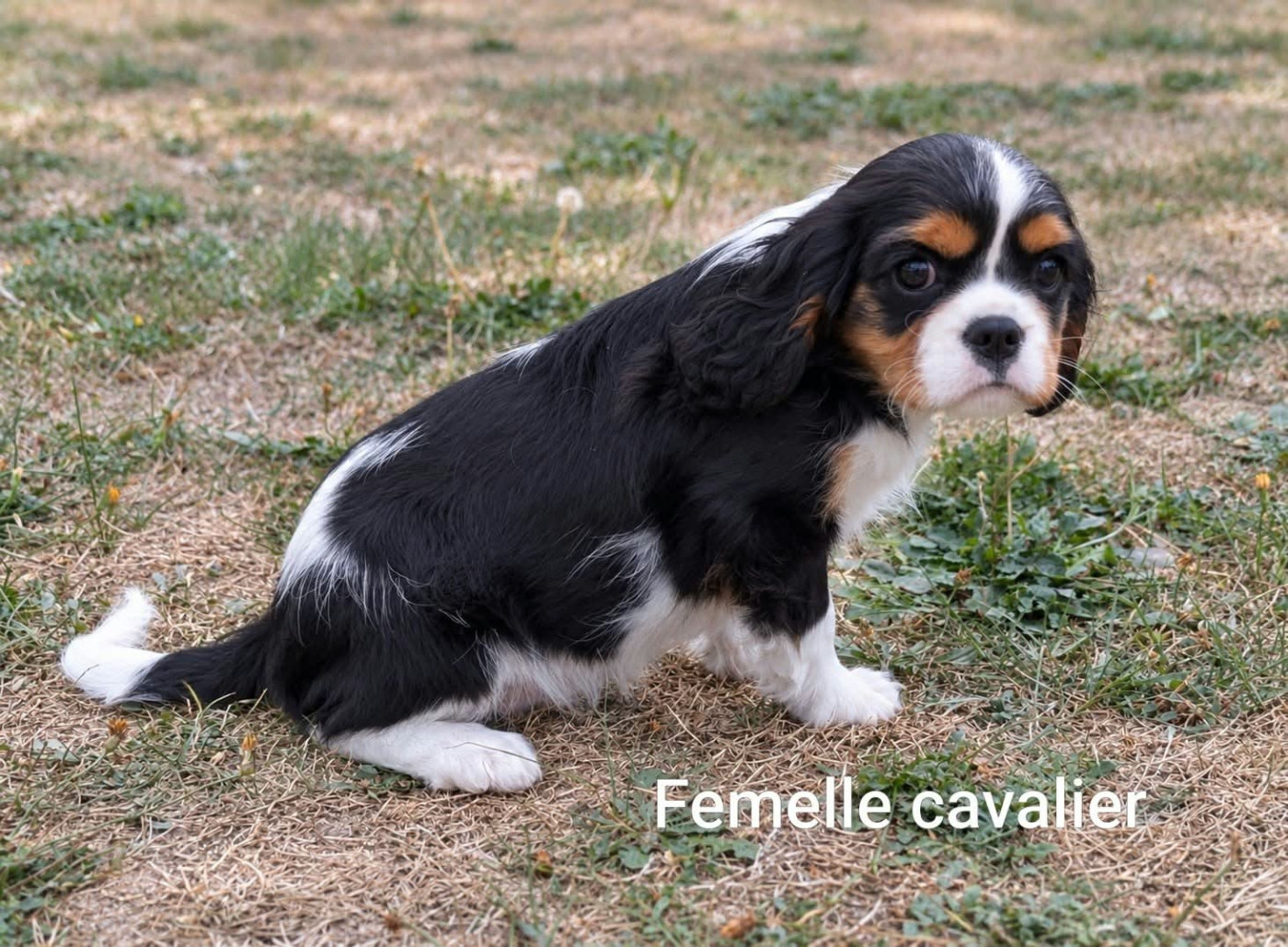 Femelle tricolore