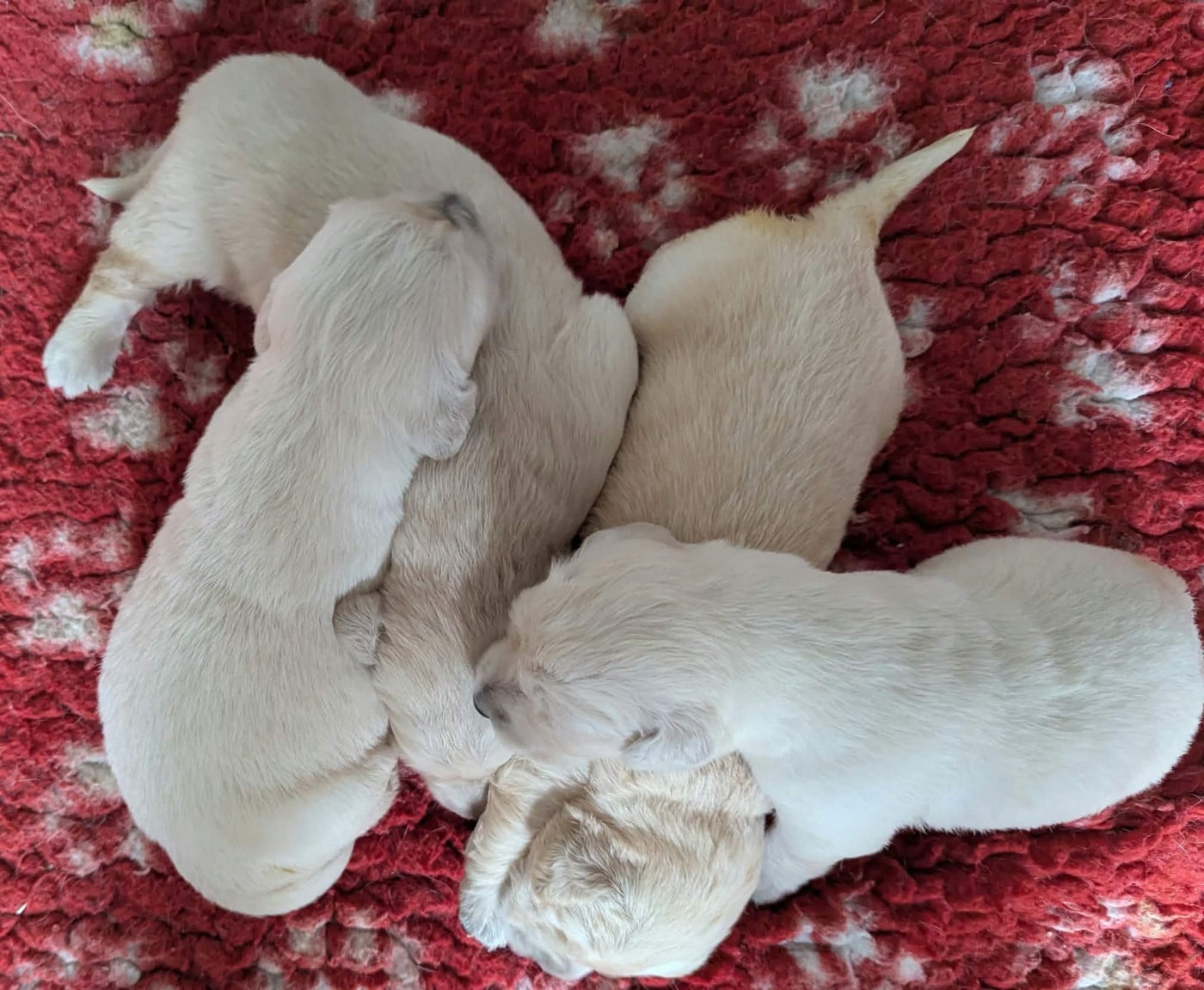 Femelle - Golden Retriever