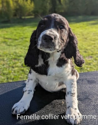 Les chiots de English Springer Spaniel