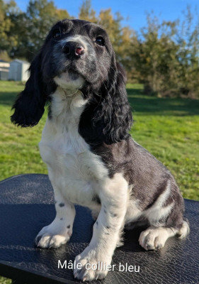 Les chiots de English Springer Spaniel