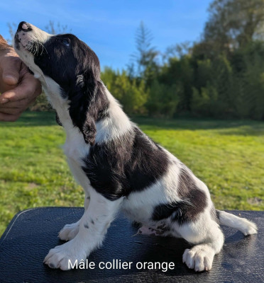 Les chiots de English Springer Spaniel