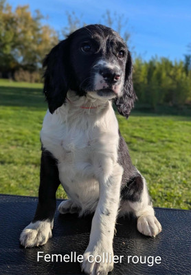 Les chiots de English Springer Spaniel