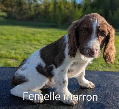 Les chiots de English Springer Spaniel
