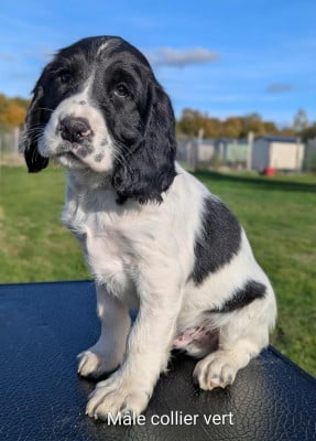 Les chiots de English Springer Spaniel