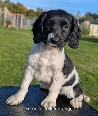 Les chiots de English Springer Spaniel