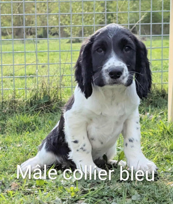 Les chiots de English Springer Spaniel