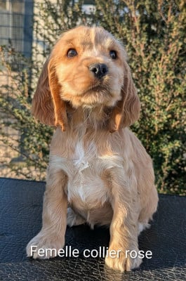 Les chiots de Cocker Spaniel Anglais