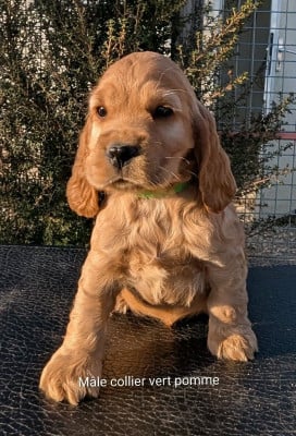 Les chiots de Cocker Spaniel Anglais