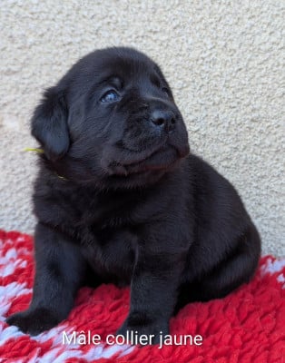 Les chiots de Labrador Retriever
