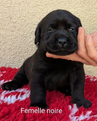 Les chiots de Labrador Retriever