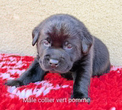 Les chiots de Labrador Retriever