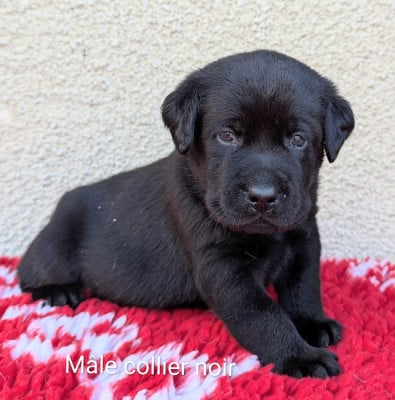 Les chiots de Labrador Retriever