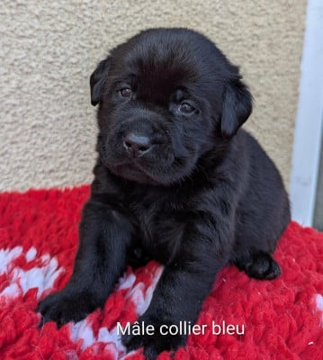 Les chiots de Labrador Retriever