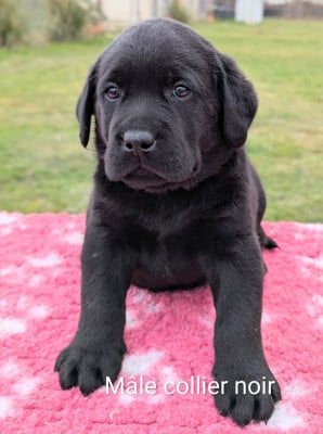Les chiots de Labrador Retriever