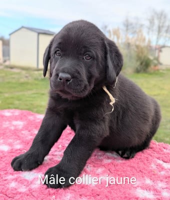 Les chiots de Labrador Retriever