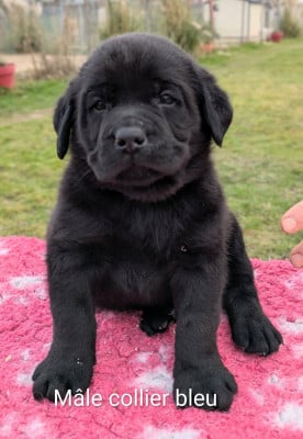 Les chiots de Labrador Retriever