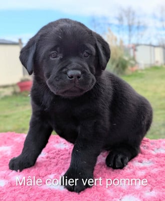 Les chiots de Labrador Retriever