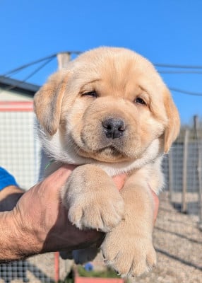 Les chiots de Labrador Retriever