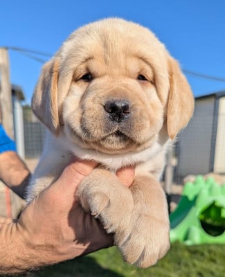 Les chiots de Labrador Retriever