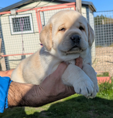 Les chiots de Labrador Retriever