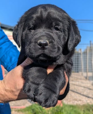 Les chiots de Labrador Retriever