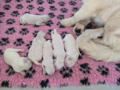 Les chiots de Golden Retriever