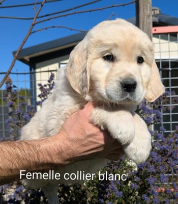 Les chiots de Golden Retriever