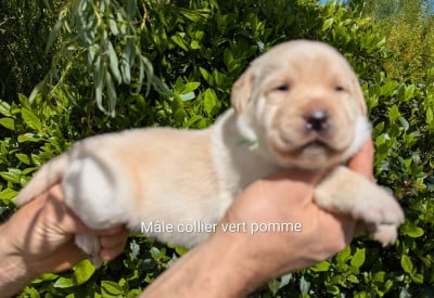 Les chiots de Labrador Retriever