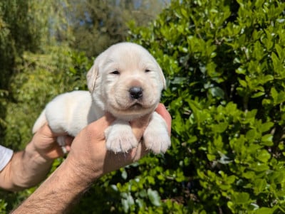 Les chiots de Labrador Retriever