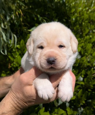 Les chiots de Labrador Retriever