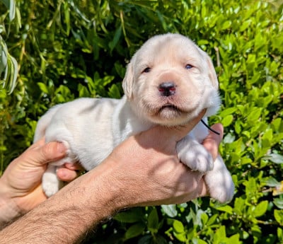 Les chiots de Labrador Retriever