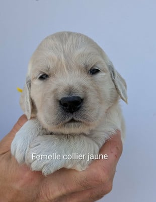 Les chiots de Golden Retriever