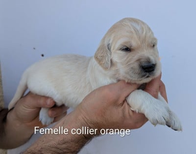 Les chiots de Golden Retriever