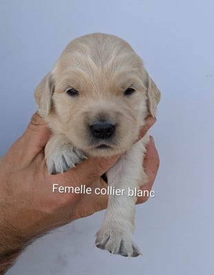 Les chiots de Golden Retriever