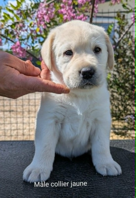 Les chiots de Labrador Retriever