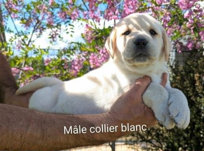Les chiots de Labrador Retriever