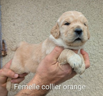 Les chiots de Golden Retriever