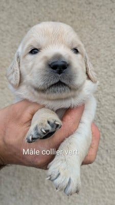 Les chiots de Golden Retriever