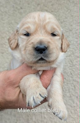 Les chiots de Golden Retriever