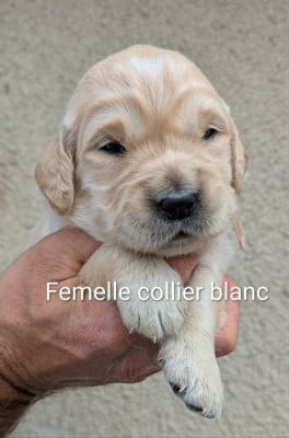 Les chiots de Golden Retriever