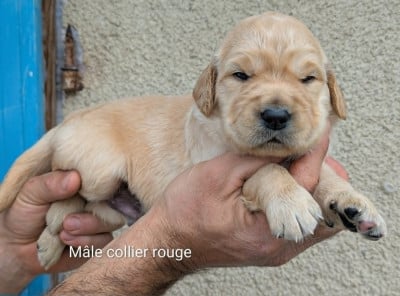 Les chiots de Golden Retriever
