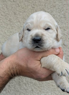 Les chiots de Golden Retriever