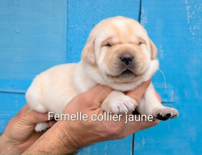 Les chiots de Labrador Retriever