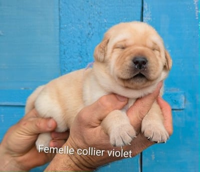 Les chiots de Labrador Retriever